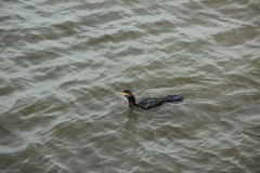 IMG_0429