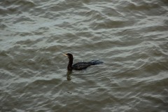 IMG_0430