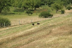 IMG_0512-Alto-Delta