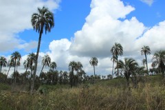 IMG_0574-PN-El-Palmar
