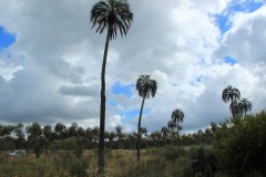 IMG_0575
