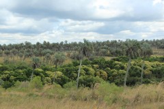 IMG_0581