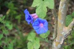 IMG_0602