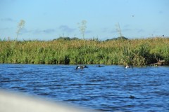 IMG_0666