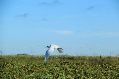 IMG_0701