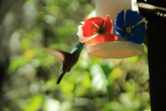 IMG_0849