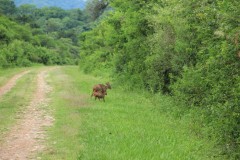 IMG_1278
