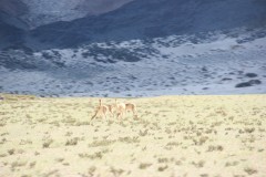 IMG_1479