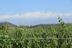 IMG_2054-Luján-de-Cuyo-Bodega-Norton