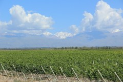 IMG_2226