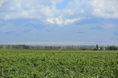 IMG_2227
