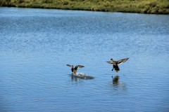 IMG_2396