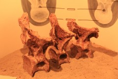 IMG_2428-Rincón-de-los-Sauces-Museo-Argentino-Urquiza