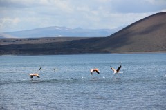 IMG_2517