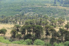 IMG_2532-PN-Lanín