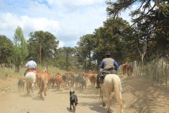 IMG_2539-PN-Lanín-Rucachoroi
