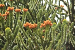 IMG_2549