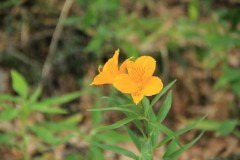 IMG_2611