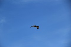 IMG_3205