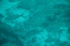 IMG_4095