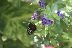 IMG_4115-Butterfly-Farm