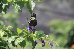 IMG_4116