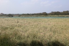 IMG_4145-Bubali-Bird-Sanctuary