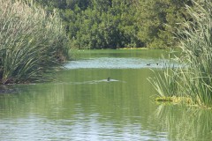 IMG_4152