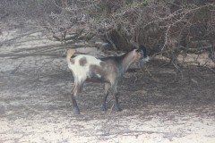 IMG_4228-Sand-Dunes