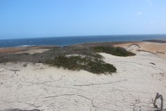 IMG_4236