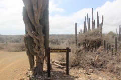 IMG_4254-Plantage-Prins