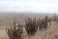 IMG_4266-Cerro-Jamanota-188m