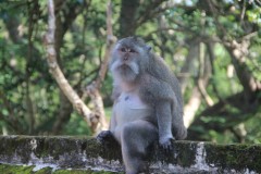 fotky-Indonésie-2013-129-Pura-Luhur-Uluwatu
