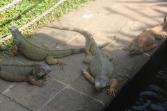 fotky-Indonésie-2013-180-Rimba-Reptil