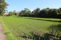 fotky-Indonésie-2013-240-Ubud