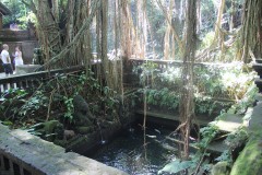 fotky-Indonésie-2013-241-Opičí-les-Ubud