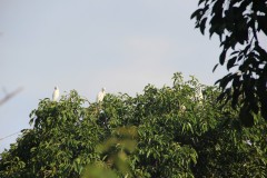 fotky-Indonésie-2013-257-Ubud-Petulu-Svatyně-bílých-volavek
