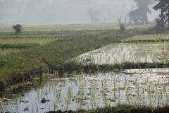 fotky-Indonésie-2013-543-Tukad-Mungga-Kubu-Lalang