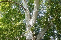 P1080309