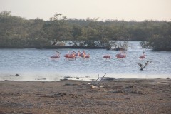 IMG_4346-Lac-Bay