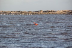 IMG_4349