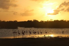 IMG_4355-Lac-Bay