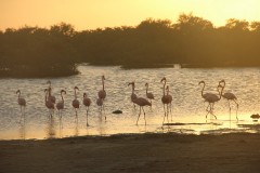 IMG_4356