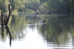 IMG_0006