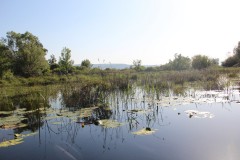 IMG_0008