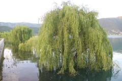 IMG_0289
