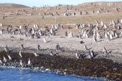 040-Isla-Magdalena