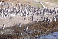 041-Isla-Magdalena