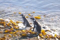 043-Isla-Magdalena