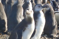 046-Isla-Magdalena